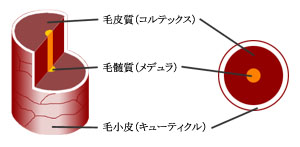 毛髪構造図