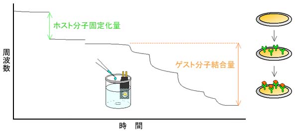 サンライズ工業の　QCM バイオセンサー　生体分子間相互作用の解析